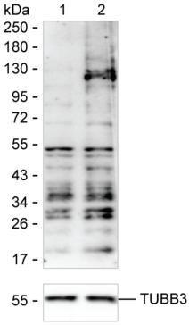 Phospho Tyrosine